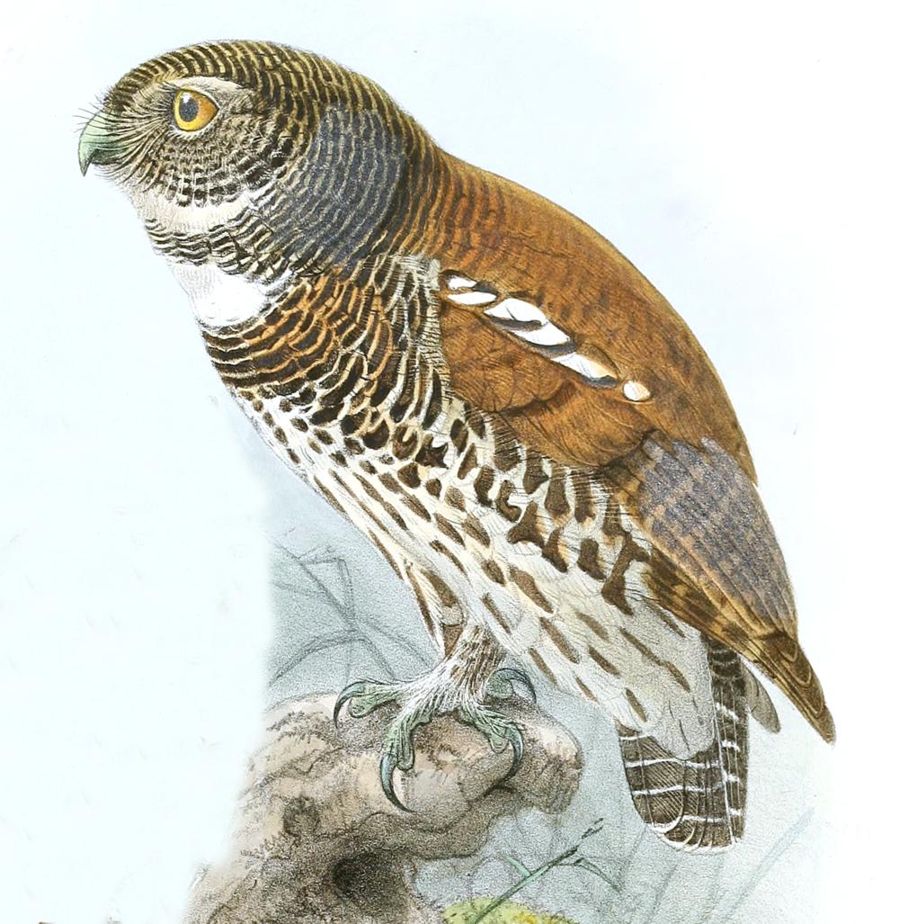 栗背鸺鹠 / Chestnut-backed Owlet / Glaucidium castanotum