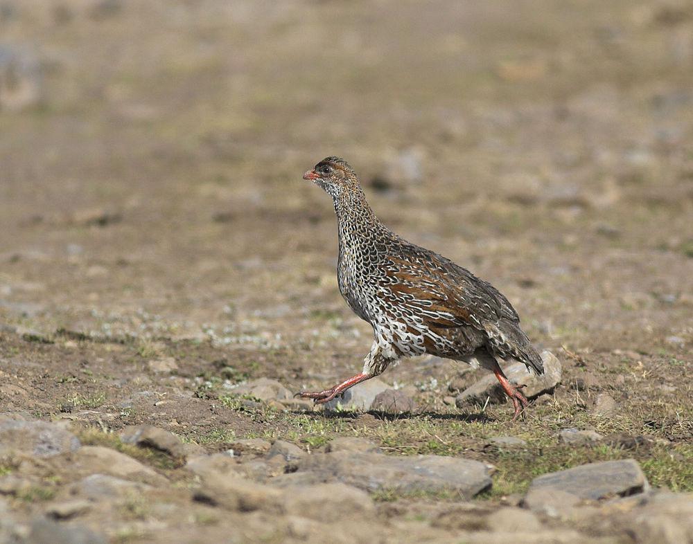 栗枕鹧鸪 / Chestnut-naped Spurfowl / Pternistis castaneicollis