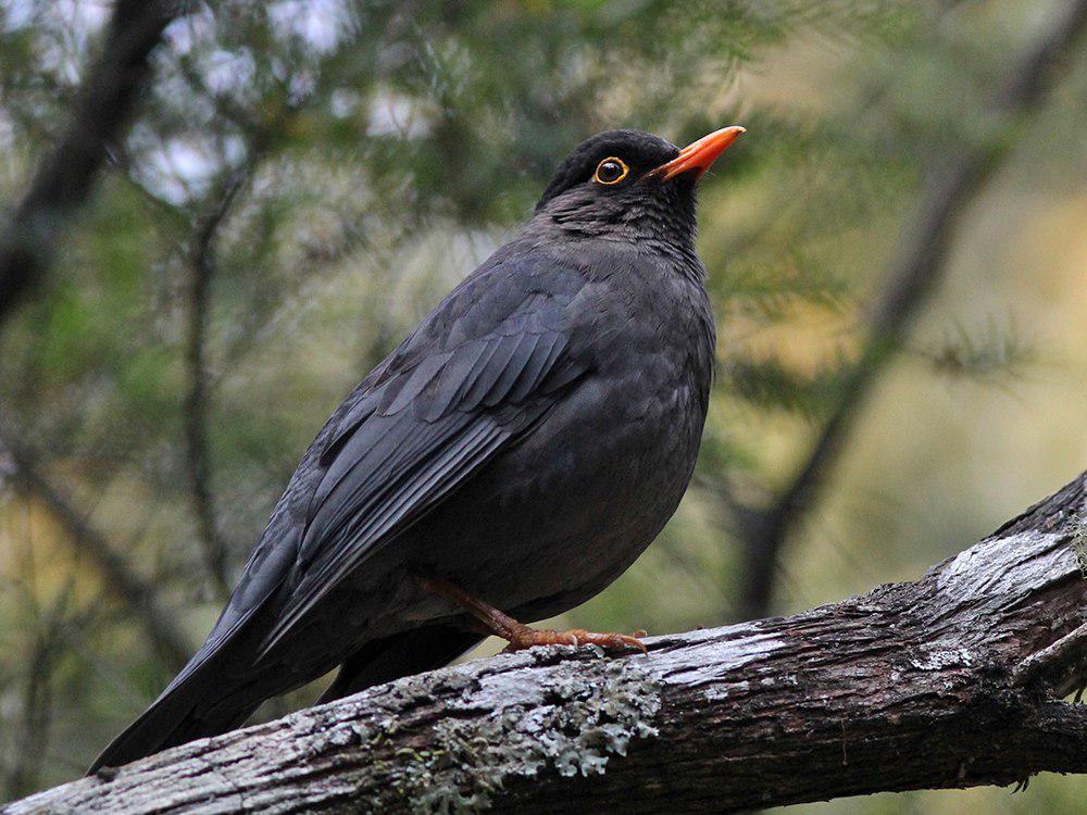 印度烏鶇 / Indian Blackbird / Turdus simillimus