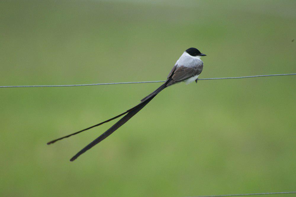 叉尾王霸鹟 / Fork-tailed Flycatcher / Tyrannus savana