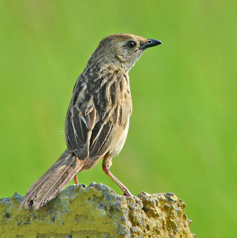 须草莺 / Bristled Grassbird / Schoenicola striatus