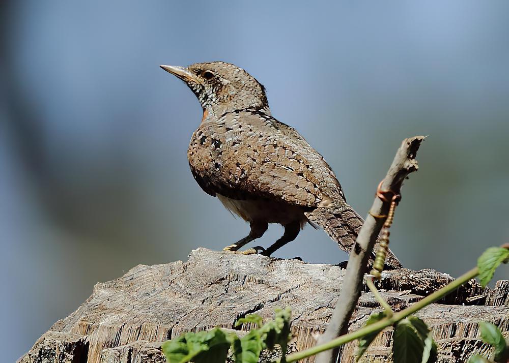 红胸蚁䴕 / Red-throated Wryneck / Jynx ruficollis