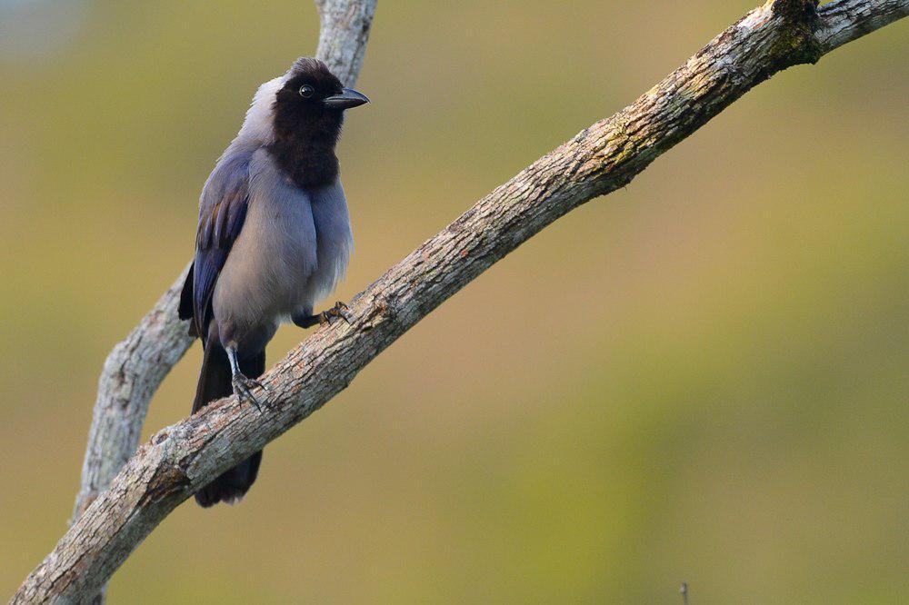 紫蓝鸦 / Violaceous Jay / Cyanocorax violaceus