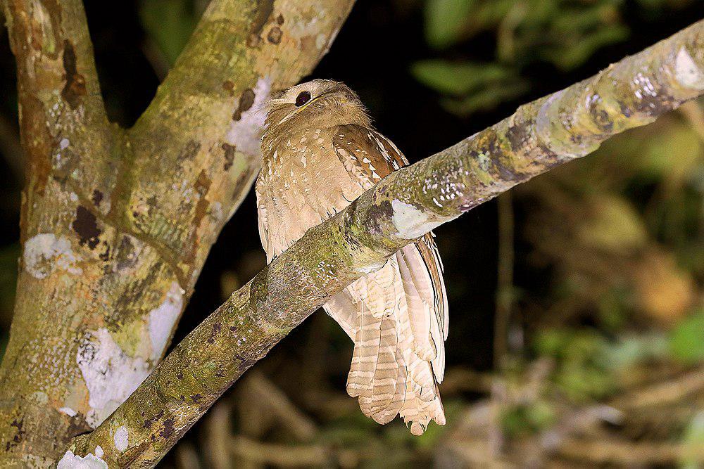 大蟆口鸱 / Large Frogmouth / Batrachostomus auritus