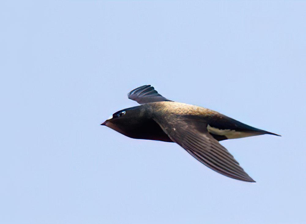 褐背针尾雨燕 / Brown-backed Needletail / Hirundapus giganteus