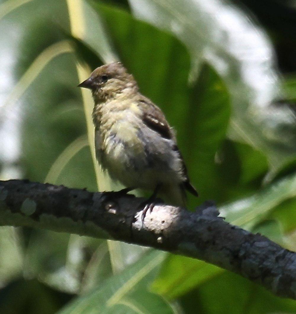 绿金翅雀 / Olivaceous Siskin / Spinus olivaceus