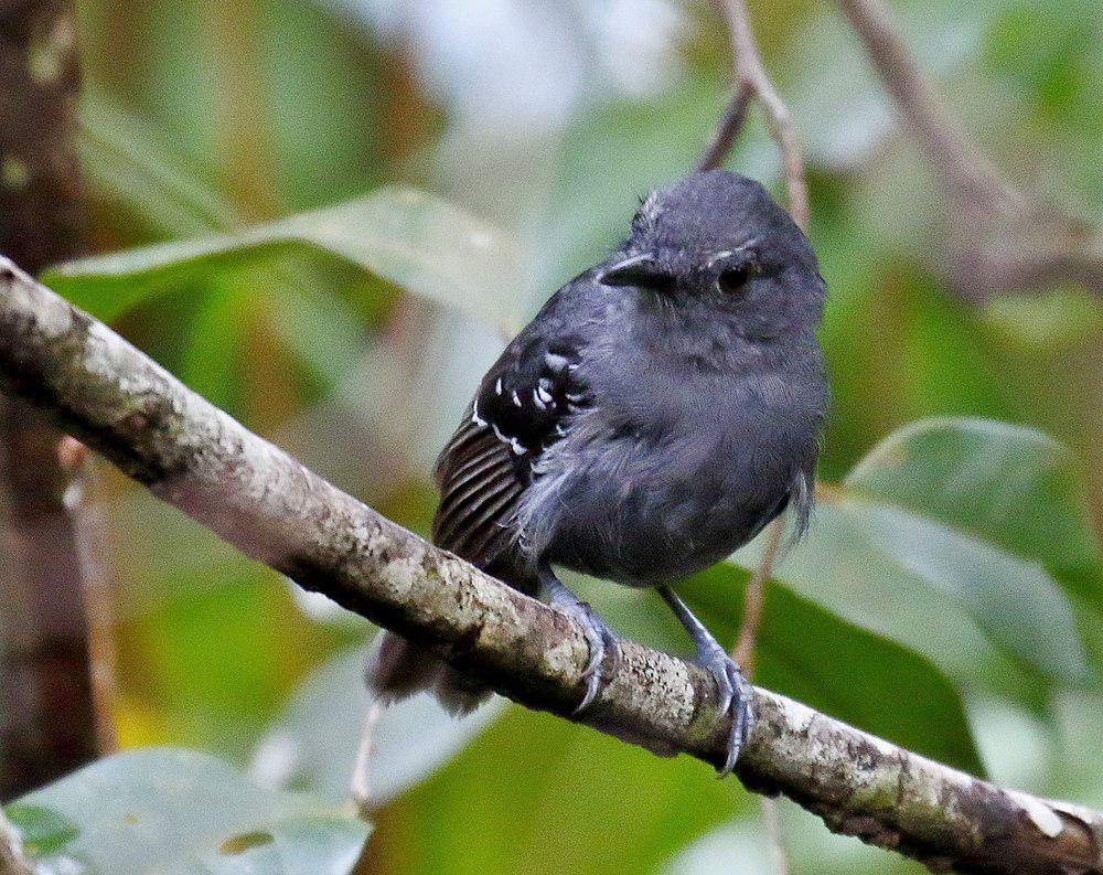 威氏蚁鸟 / Willis\'s Antbird / Cercomacroides laeta