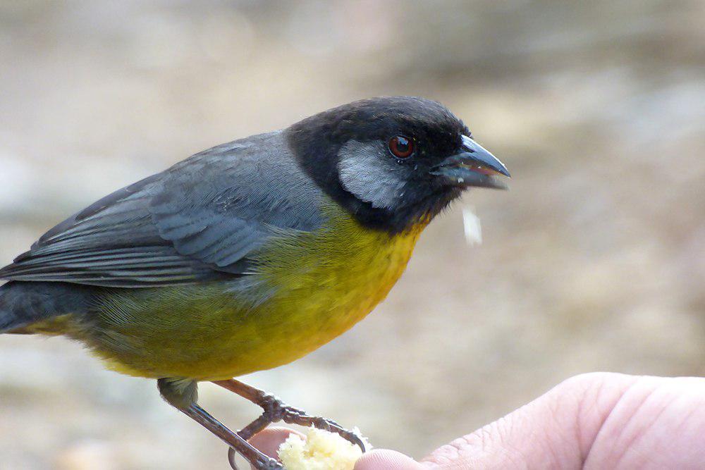 哥伦比亚薮雀 / Santa Marta Brushfinch / Atlapetes melanocephalus