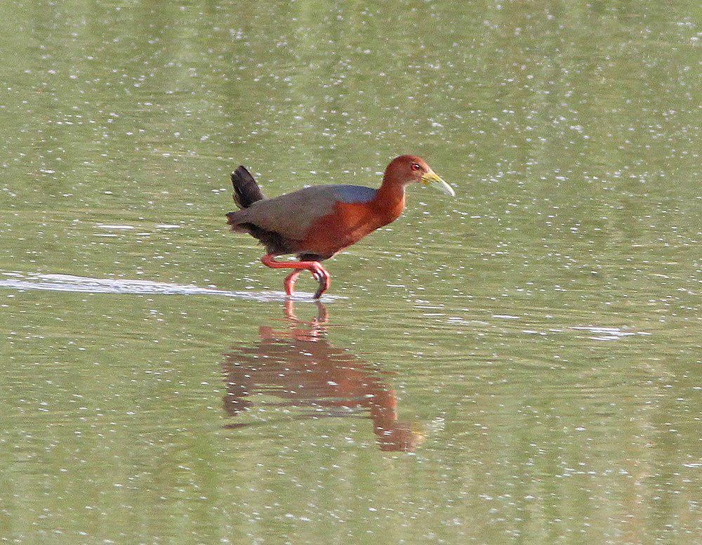 棕颈林秧鸡 / Rufous-necked Wood Rail / Aramides axillaris