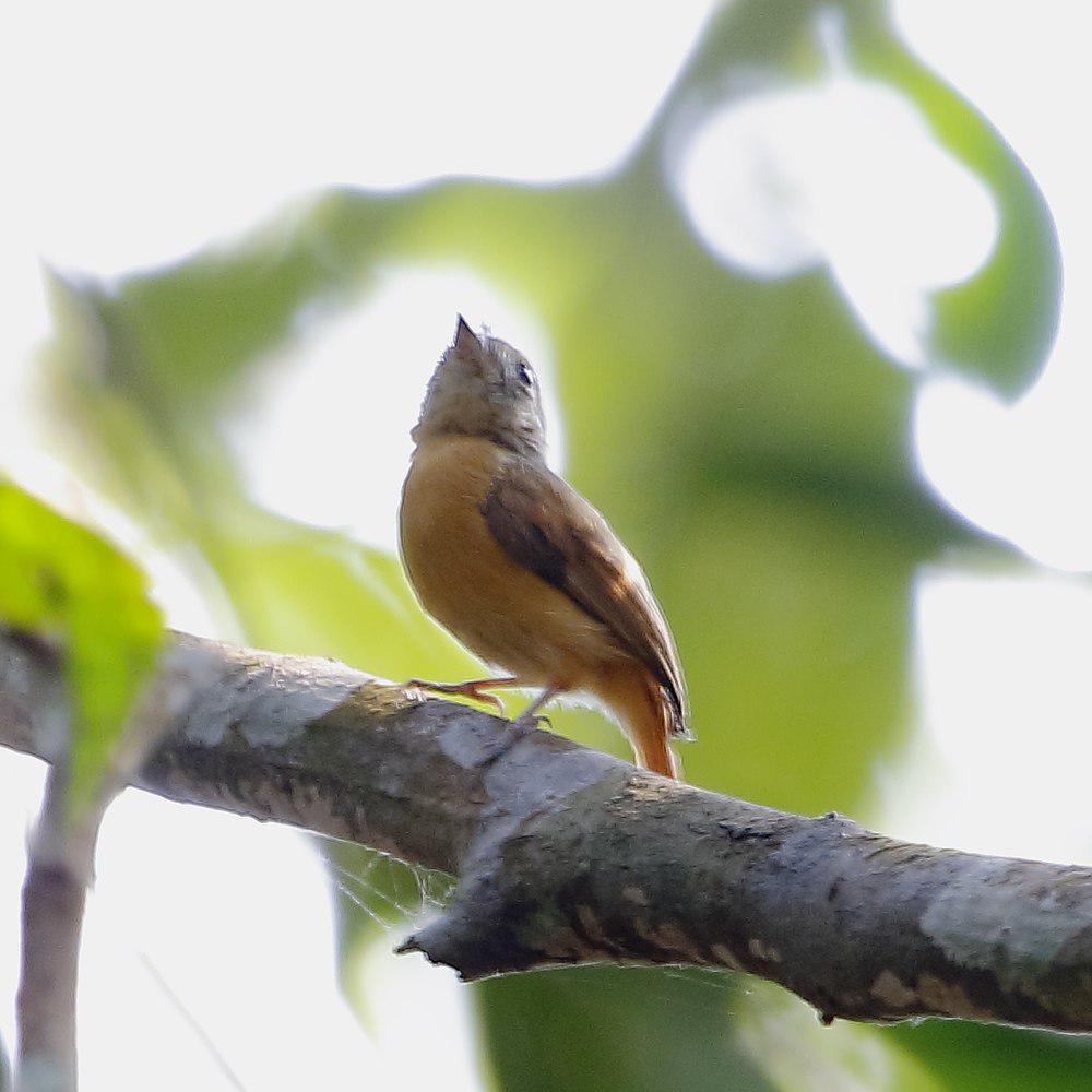 红尾霸鹟 / Ruddy-tailed Flycatcher / Terenotriccus erythrurus