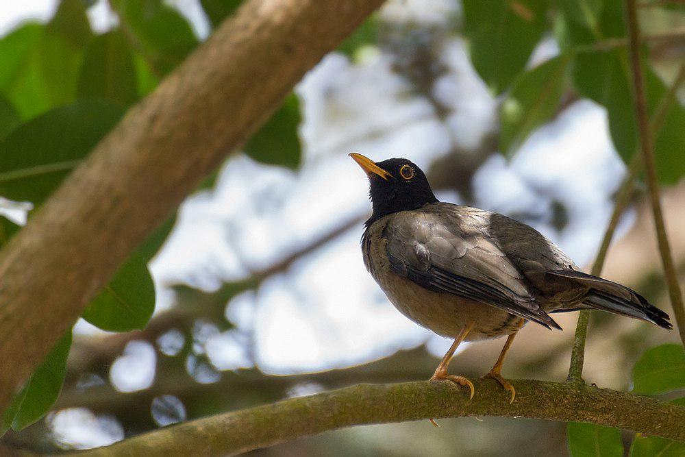 黑冠鸫 / Black-hooded Thrush / Turdus olivater