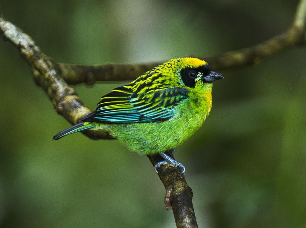 绿金唐加拉雀 / Green-and-gold Tanager / Tangara schrankii