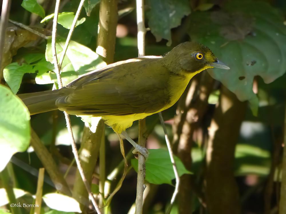 黄眼须鹎 / Yellow-eyed Bristlebill / Bleda ugandae