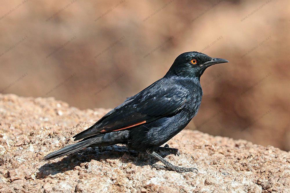 淡翅栗翅椋鸟 / Pale-winged Starling / Onychognathus nabouroup