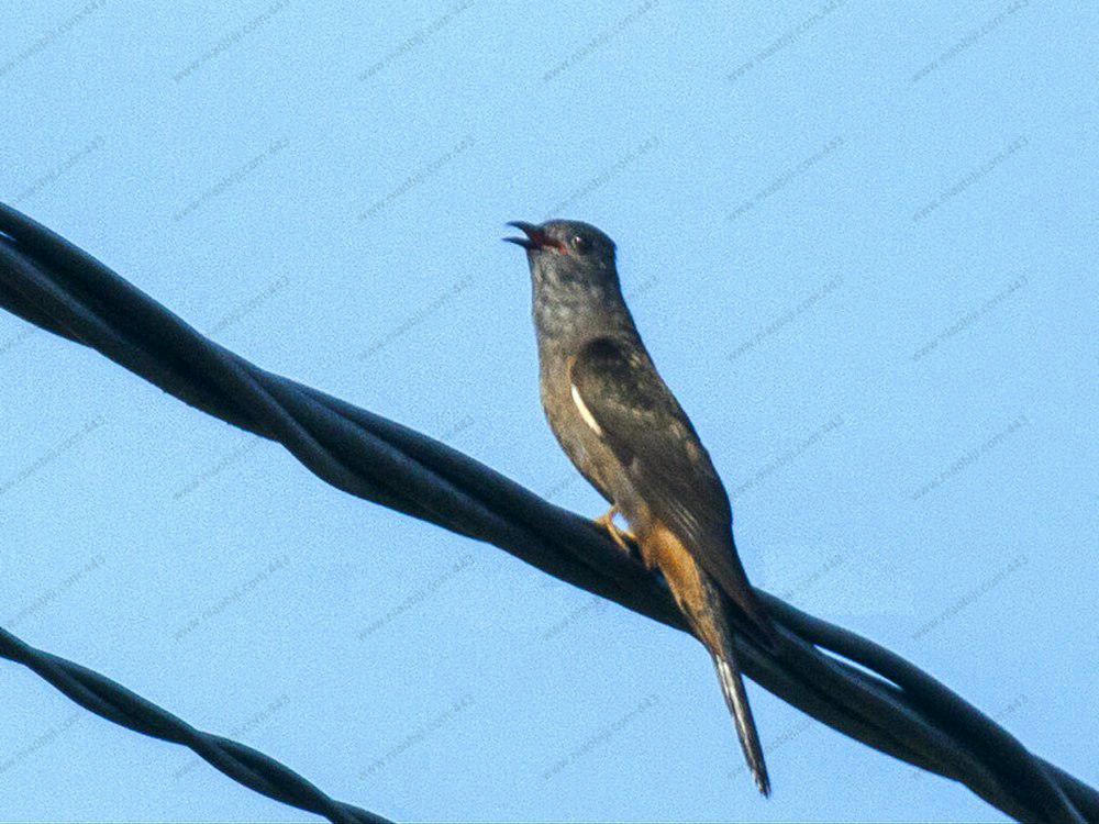 摩鹿加杜鹃 / Moluccan Cuckoo / Cacomantis aeruginosus