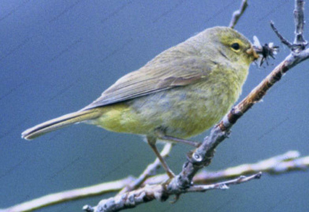 橙冠虫森莺 / Orange-crowned Warbler / Leiothlypis celata