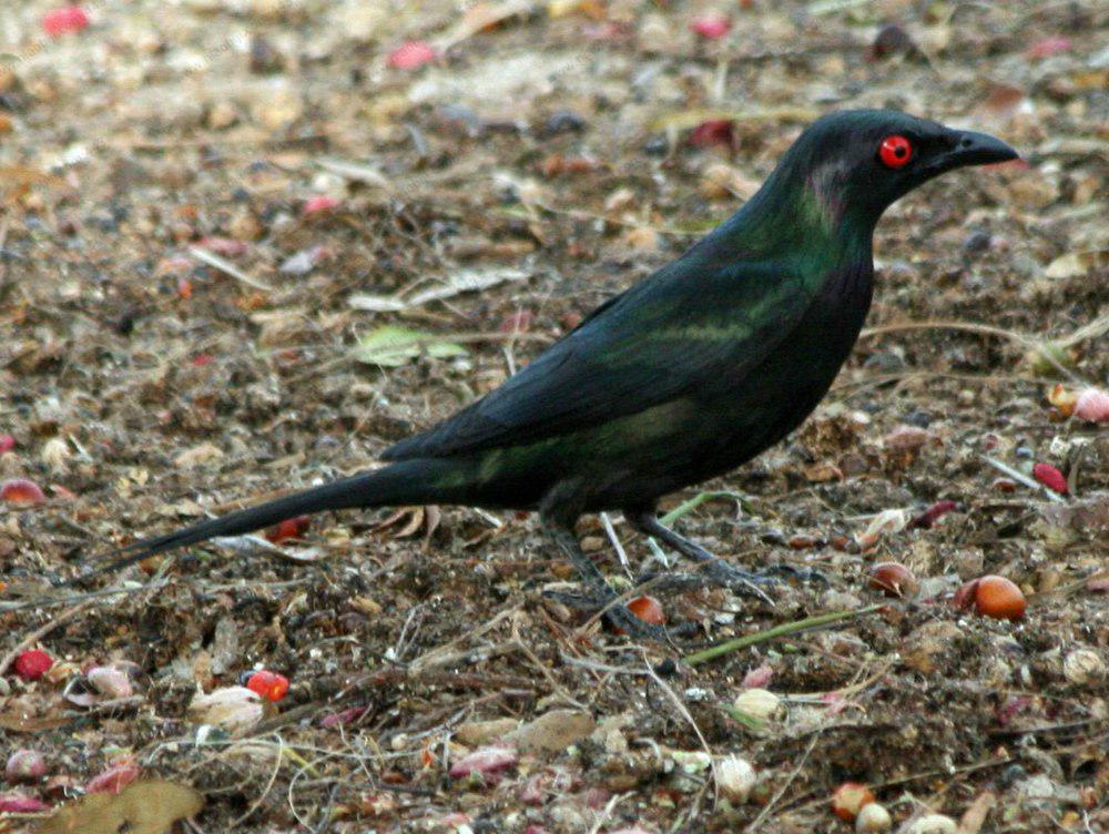 紫冠辉椋鸟 / Violet-hooded Starling / Aplonis circumscripta