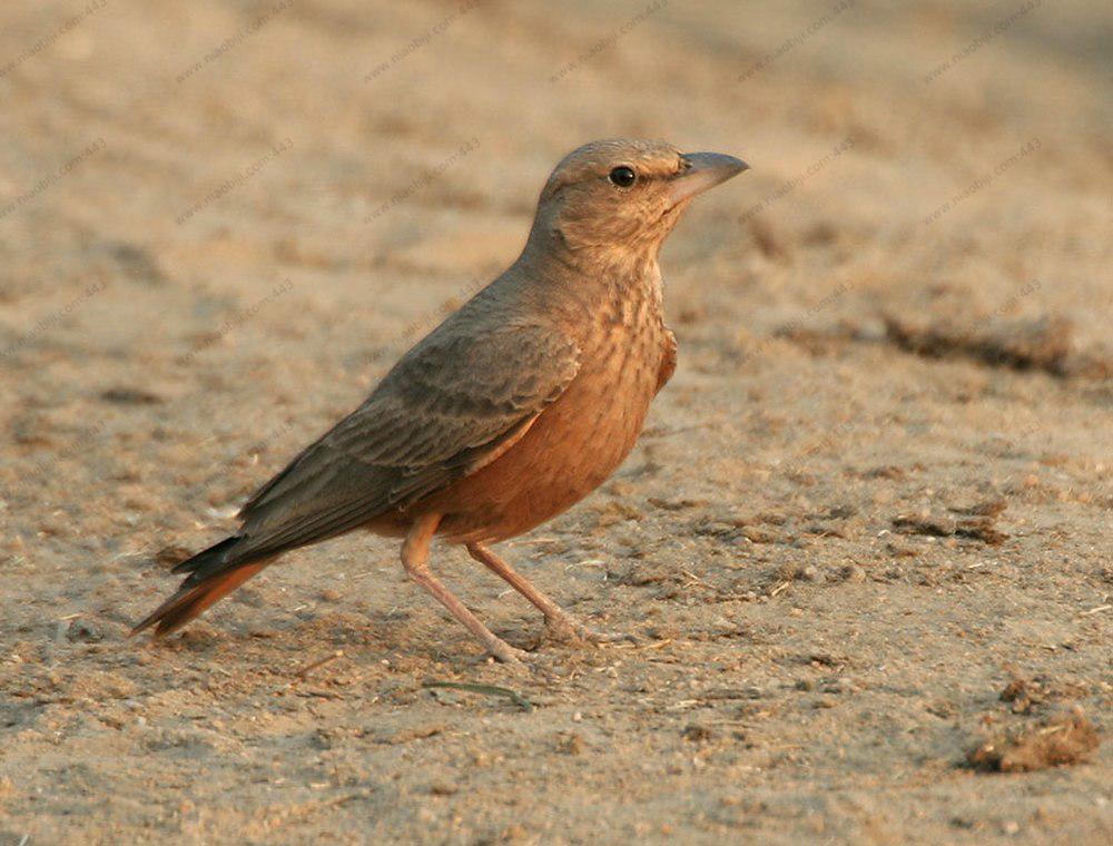 棕尾漠百灵 / Rufous-tailed Lark / Ammomanes phoenicura