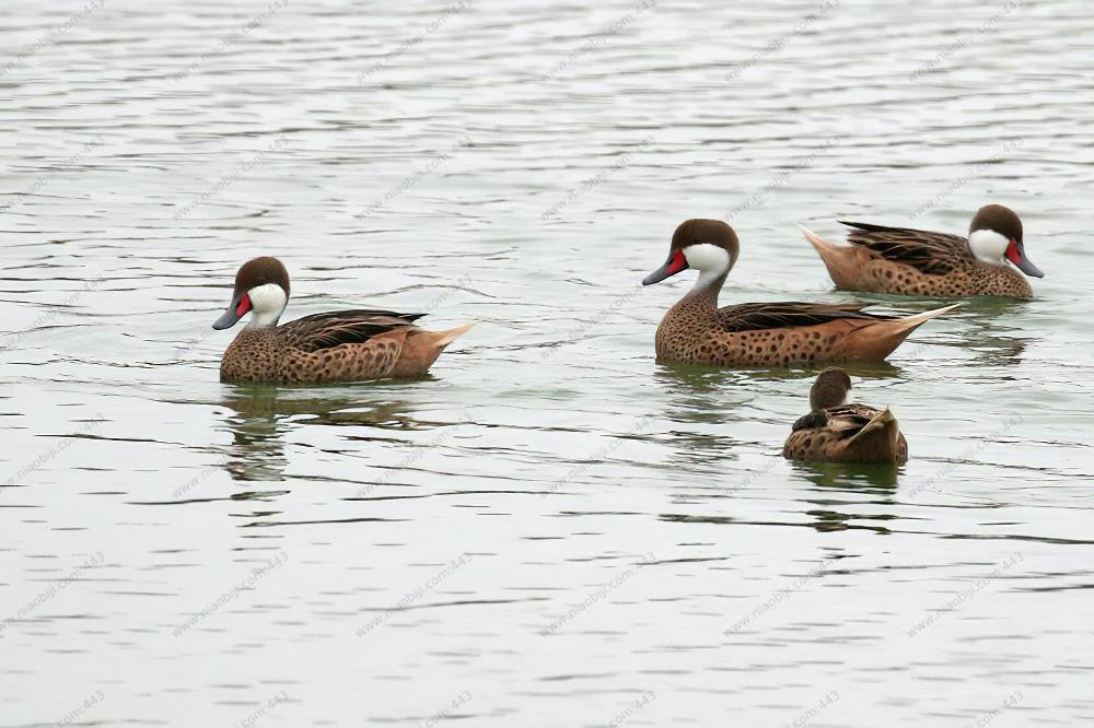 白脸针尾鸭 / White-cheeked Pintail / Anas bahamensis