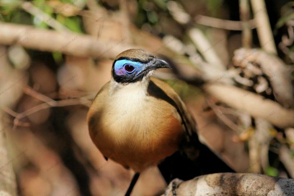 大马岛鹃 / Giant Coua / Coua gigas