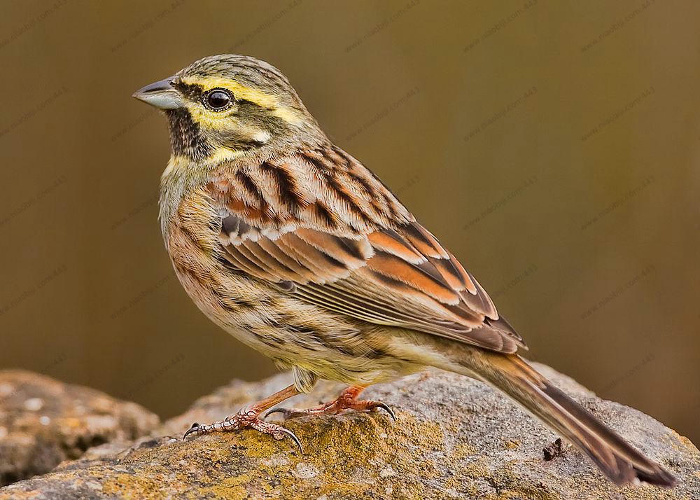 黄道眉鹀 / Cirl Bunting / Emberiza cirlus