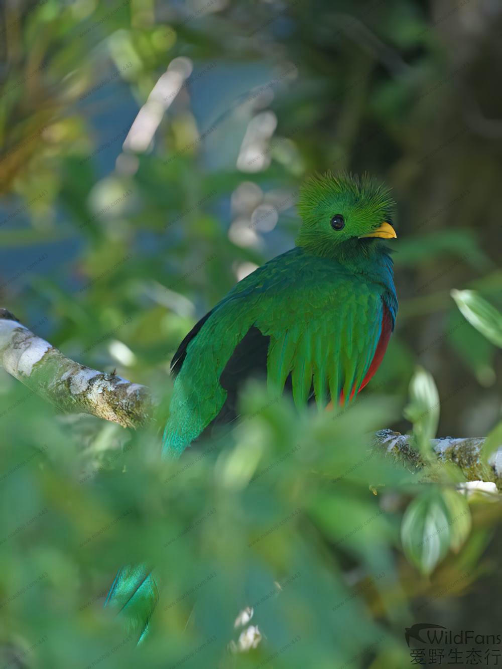 凤尾绿咬鹃 / Resplendent Quetzal / Pharomachrus mocinno