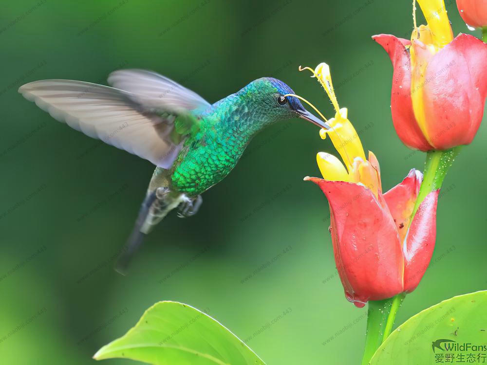 青顶蜂鸟 / Indigo-capped Hummingbird / Saucerottia cyanifrons