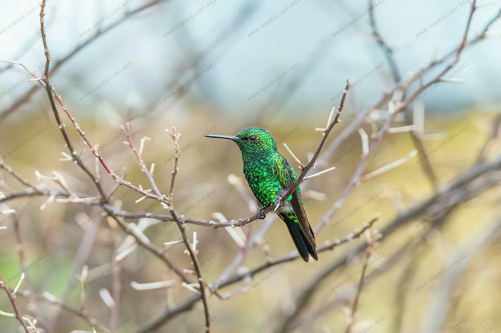 花园翠蜂鸟 / Garden Emerald / Chlorostilbon assimilis