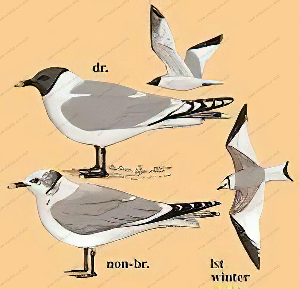 叉尾鸥 / Sabine\'s Gull / Xema sabini