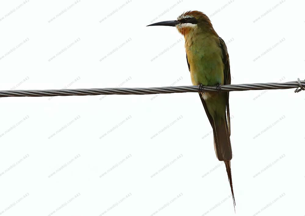 马岛蜂虎 / Olive Bee-eater / Merops superciliosus