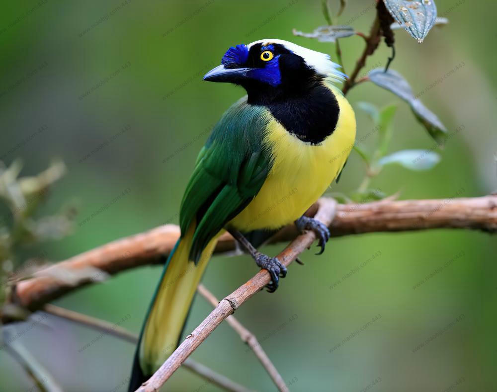 印加绿蓝鸦 / Inca Jay / Cyanocorax yncas